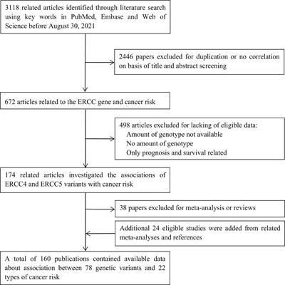 Polymorphisms in ERCC4 and ERCC5 and risk of cancers: Systematic research synopsis, meta-analysis, and epidemiological evidence